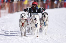 Lenk 2013